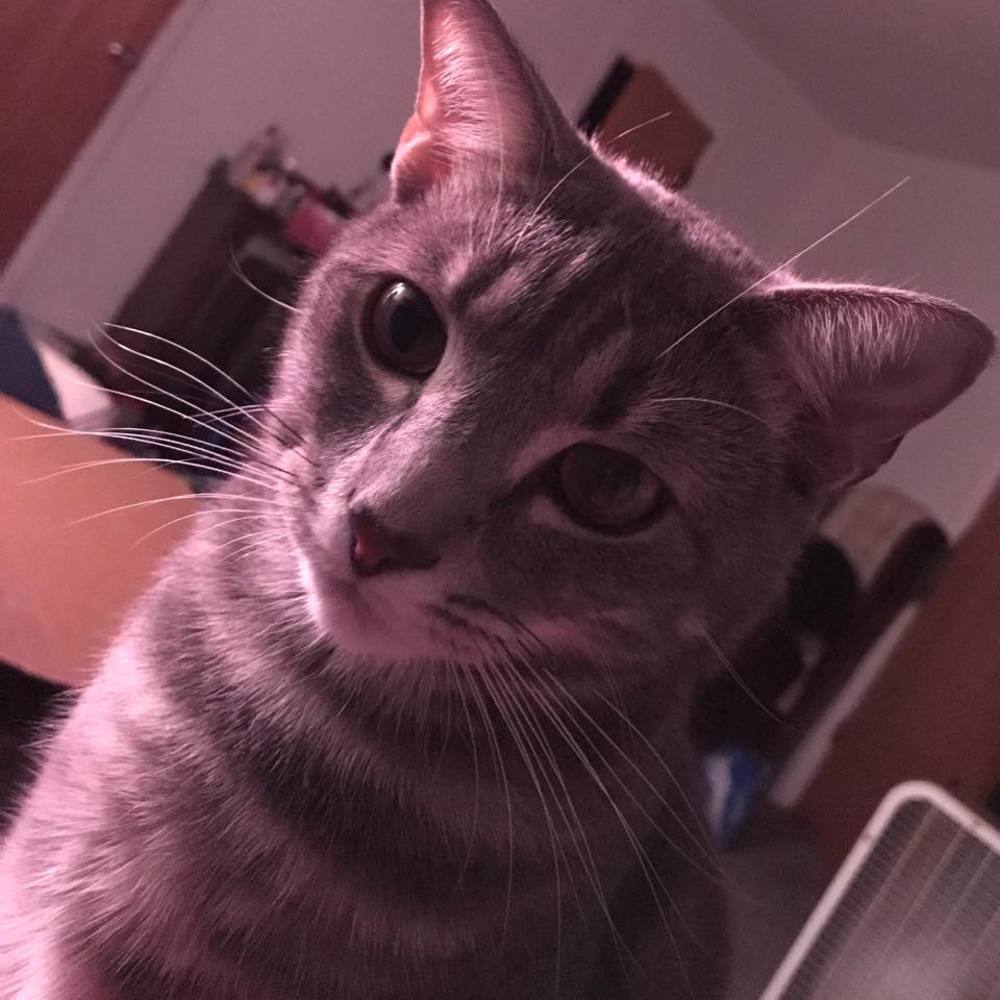 Meet your Posher, Kris